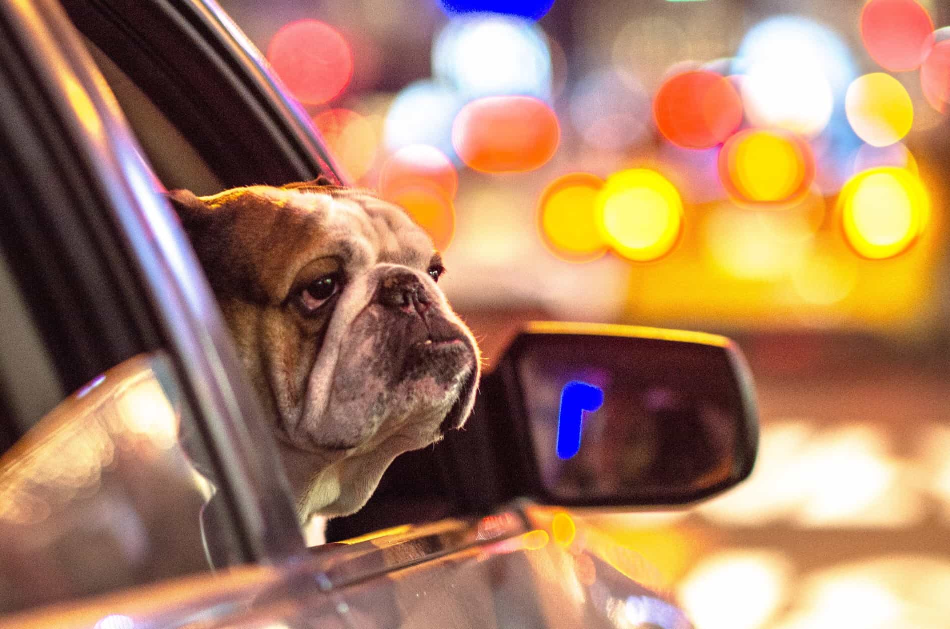Car Hacks For Your Furry Friends